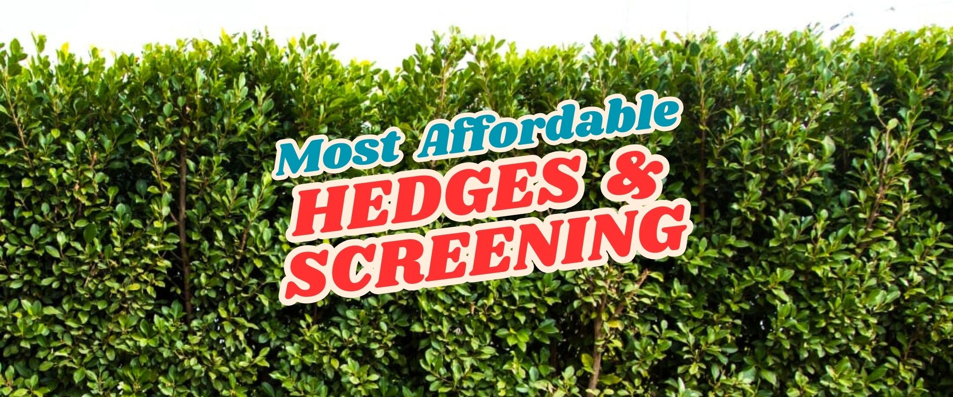 A dense green hedge with overlaid text reading "Most Affordable Hedges & Screening" in bold, colorful letters—featuring highlights from our Live Shopping Event: Indian Summers.