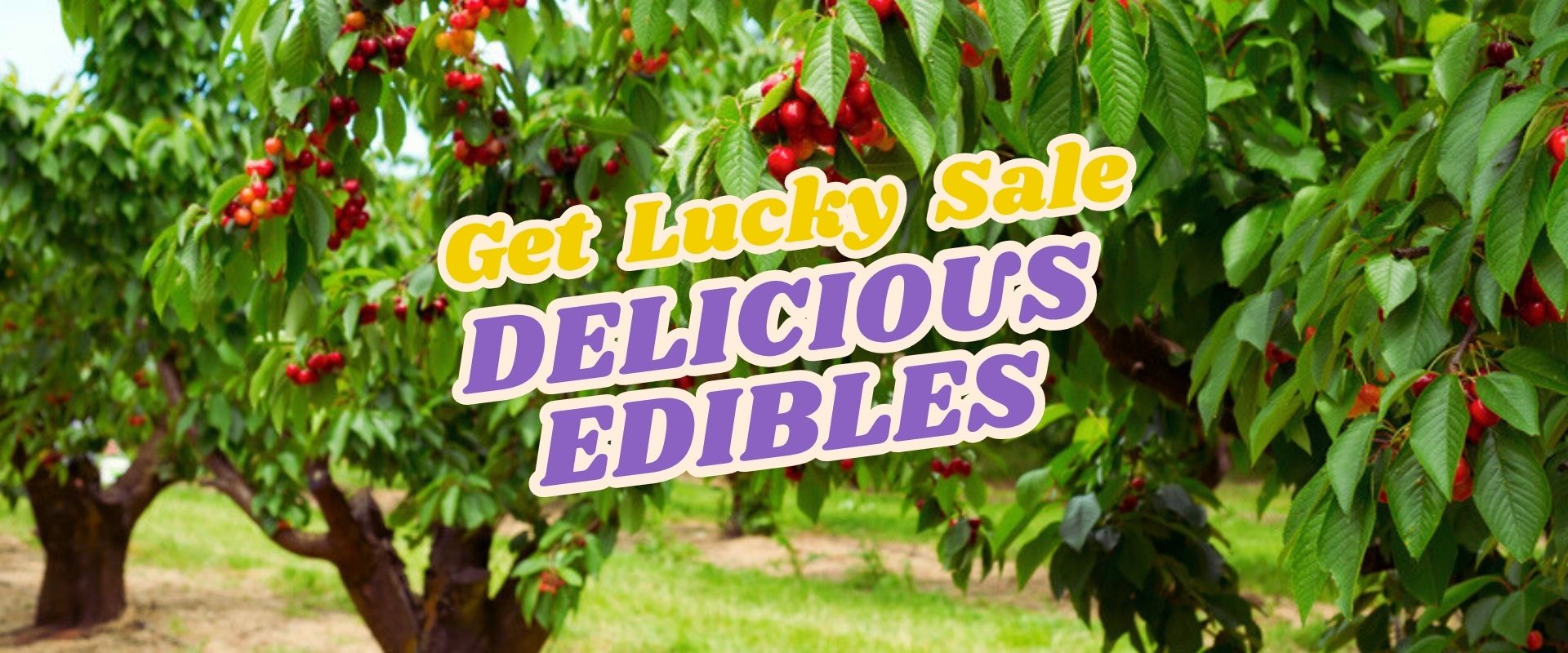 Rows of cherry trees with ripe red cherries, overlaid with bold text reading "Get Lucky Sale DELICIOUS EDIBLES" in yellow and purple. Celebrate the Live Shopping Event: Indian Summers amid this vibrant harvest backdrop.