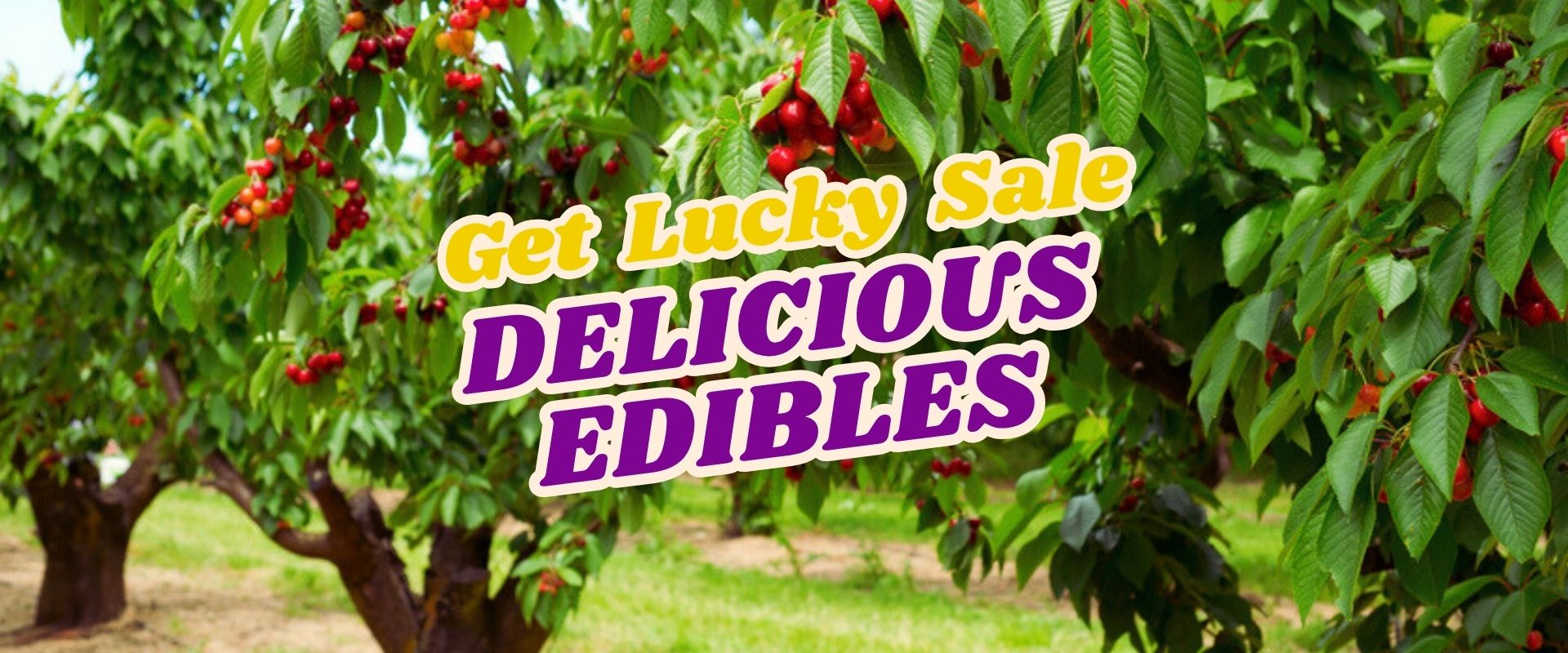 Rows of cherry trees in an orchard with a promotional sign that reads, "Get Lucky Sale. DELICIOUS EDIBLES." Join our Live Shopping Event: Indian Summers for exclusive offers and fresh-picked delights.