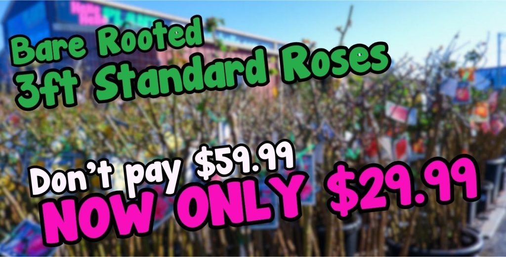 Sign advertising Bare Rooted Standard Roses, originally $59.99, now just $29.99. Rows of bare rooted roses stand in the background, ready for planting this season.