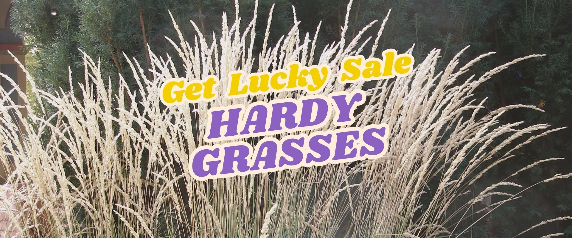 Tall ornamental grasses with yellow and purple text overlay reading "Get Lucky Sale HARDY GRASSES" against a green foliage backdrop, featured during our Live Shopping Event: Indian Summers.