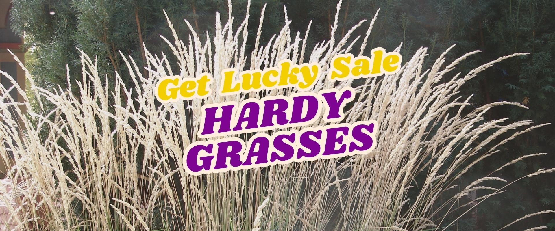 Tall ornamental grasses with text overlay: "Get Lucky Sale HARDY GRASSES" in yellow and purple font. Join our Live Shopping Event: Indian Summers for exclusive deals!.