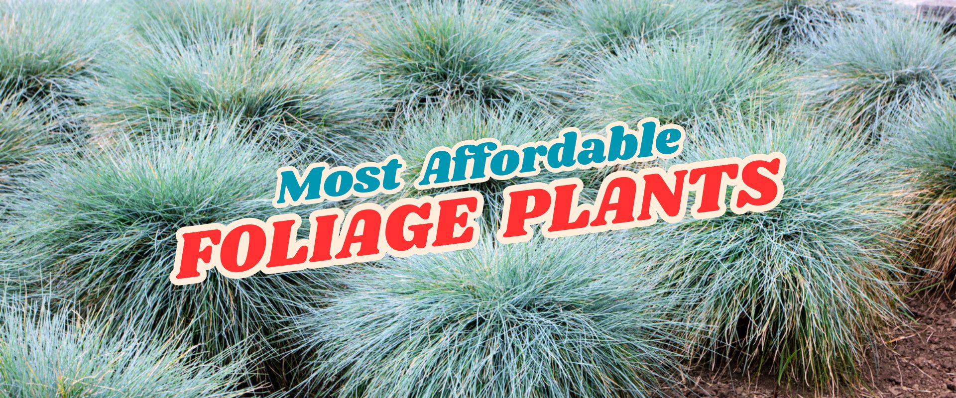 Clusters of ornamental grass with the text "Most Affordable Foliage Plants" overlaid across the center, perfect for promoting our Live Shopping Event: Indian Summers.