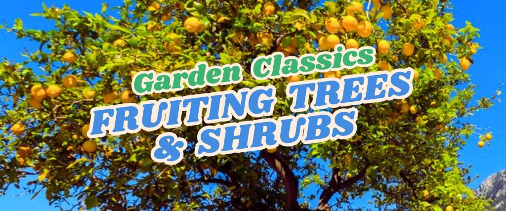 A fruit tree with yellow fruit under a blue sky is shown, with the text "Garden Classics Fruiting Trees & Shrubs" overlaid in bold letters—perfect for our Live Shopping Event: Indian Summers.