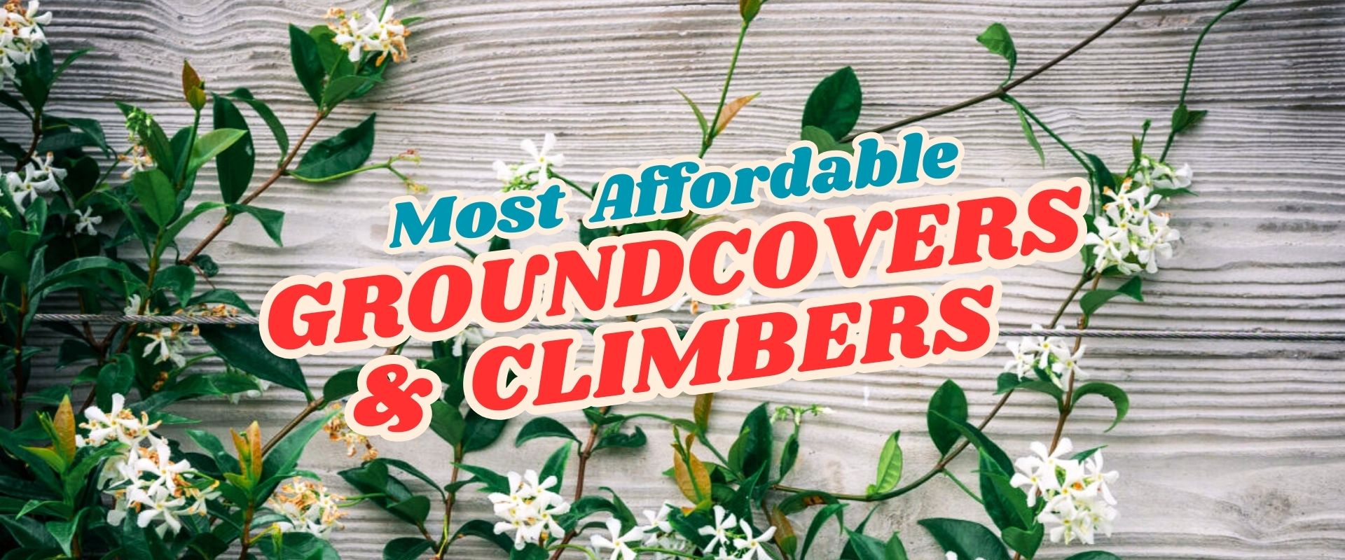 Green leafy vines with small white flowers grow across a wooden surface, overlaid with the text “Most Affordable Groundcovers & Climbers.” Don’t miss our Live Shopping Event: Indian Summers for exclusive deals!.