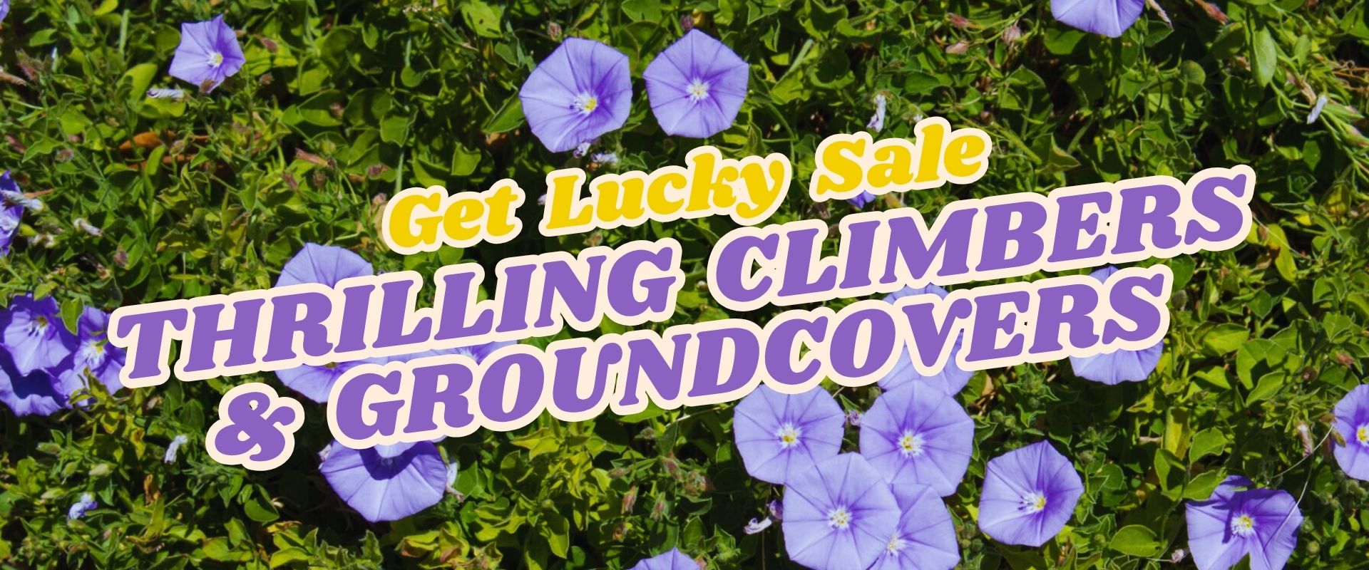 Purple morning glory flowers and green leaves in the background with the text "Get Lucky Sale: Thrilling Climbers & Groundcovers" overlaid, featuring a peek at our Live Shopping Event: Indian Summers.