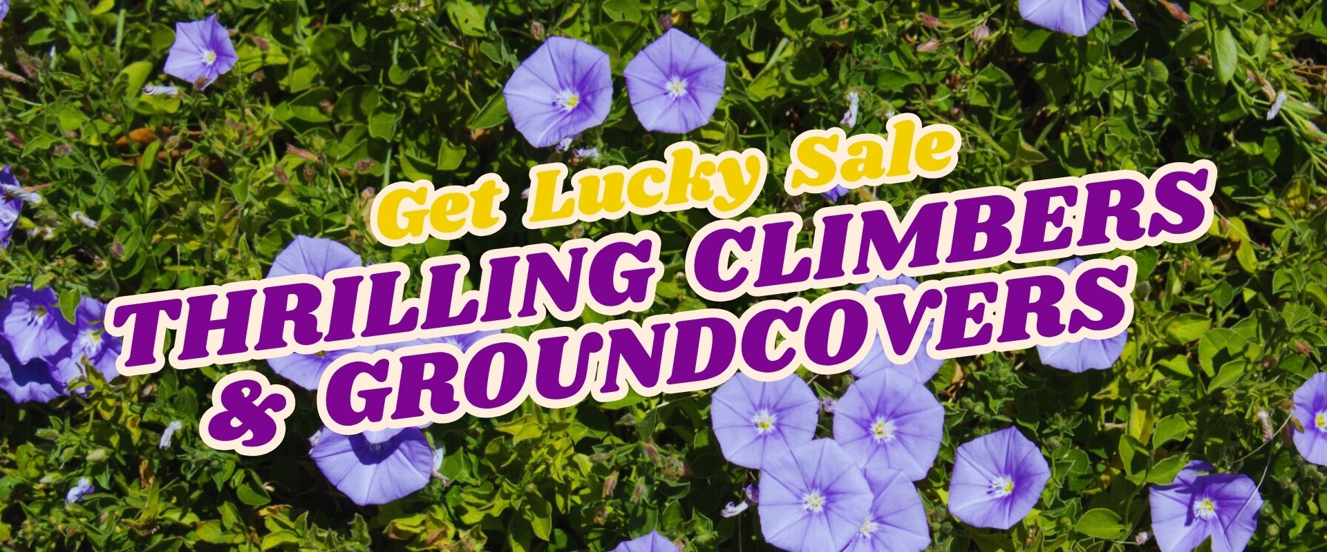 Purple morning glory flowers with green leaves in the background and bold text reading "Get Lucky Sale: Thrilling Climbers & Groundcovers." Join our Live Shopping Event: Indian Summers for exclusive offers on these beauties!.