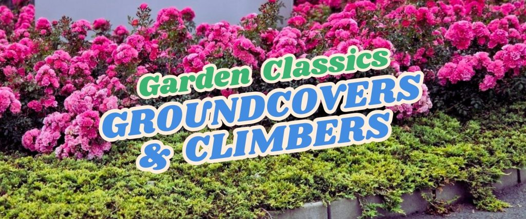 Flower beds with pink blooming shrubs and low green groundcovers, highlighted for the "Live Shopping Event: Indian Summers," with the text "Garden Classics Groundcovers & Climbers" overlaid in bold, colorful font.