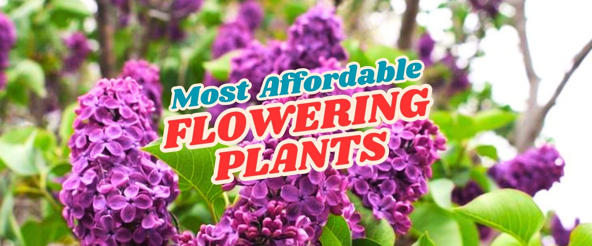 Clusters of purple lilac flowers with green leaves are shown, overlaid with the text "Most Affordable Flowering Plants." Perfect for your Live Shopping Event: Indian Summers.