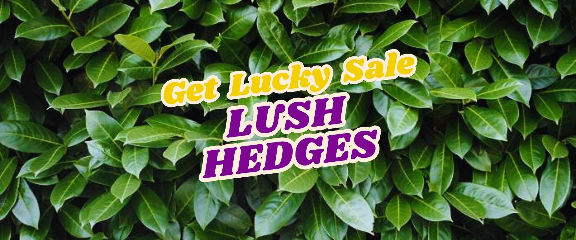 A dense green hedge with text overlay reading "Get Lucky Sale LUSH HEDGES" in yellow and purple letters, featured during the Live Shopping Event: Indian Summers.