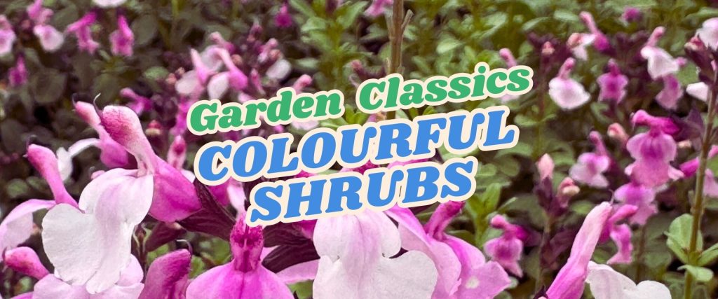 Close-up of pink and white flowering shrubs with the text "Garden Classics COLOURFUL SHRUBS" overlaid in bold letters, perfect for your Live Shopping Event: Indian Summers.