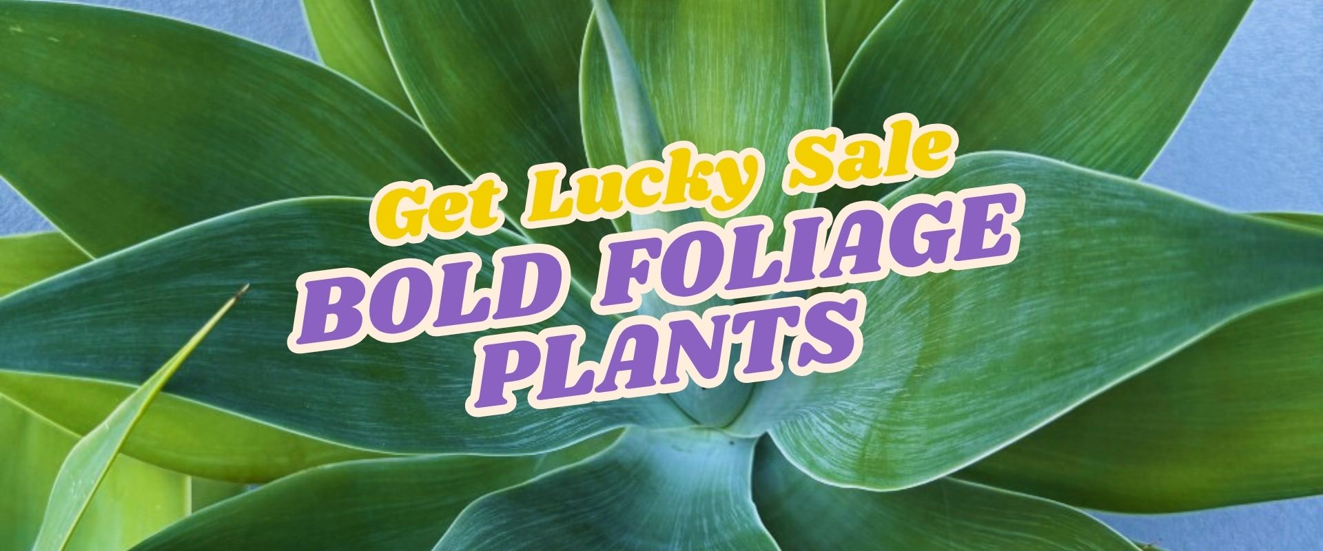 Close-up of a green agave plant with text overlay: "Get Lucky Sale: Bold Foliage Plants" in yellow and purple font. Don’t miss our Live Shopping Event: Indian Summers!.