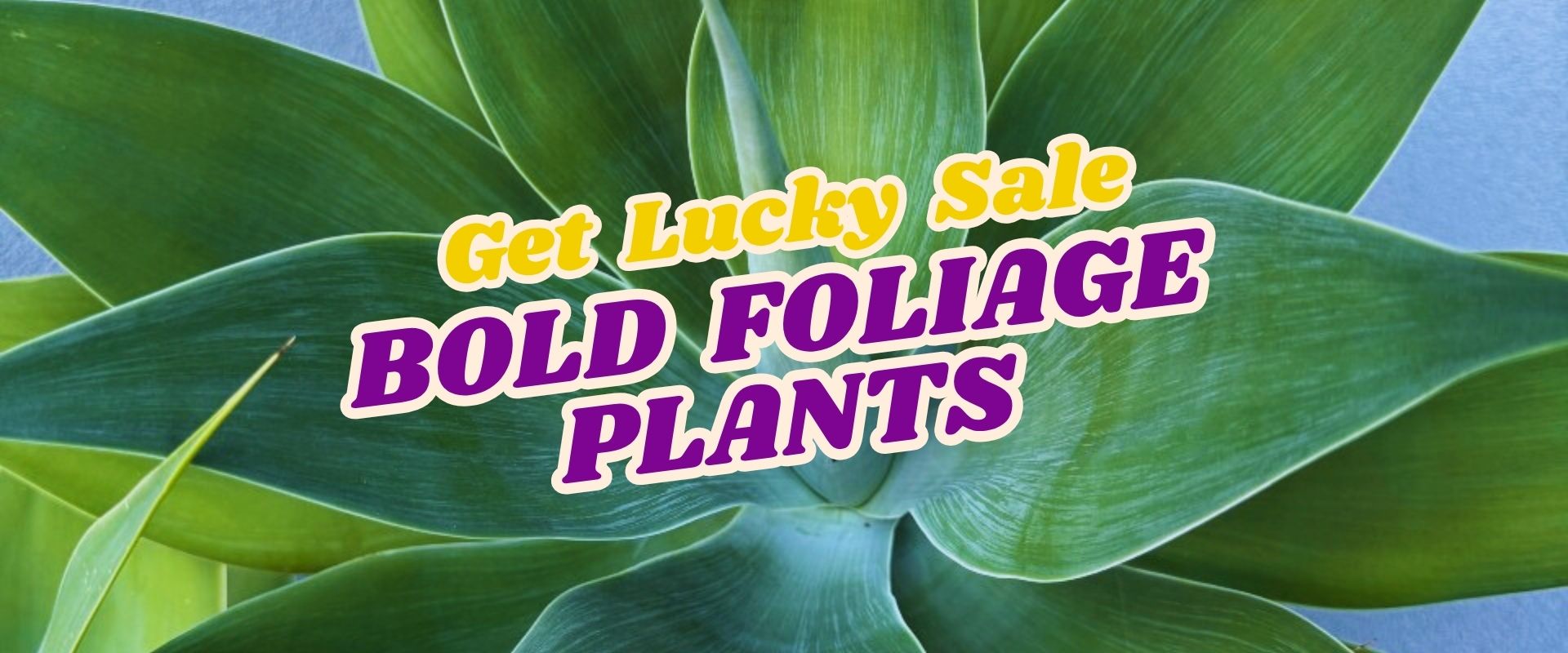 Close-up of a green plant with "Get Lucky Sale Bold Foliage Plants" overlaid in yellow and purple fonts, highlighting our Live Shopping Event: Indian Summers.