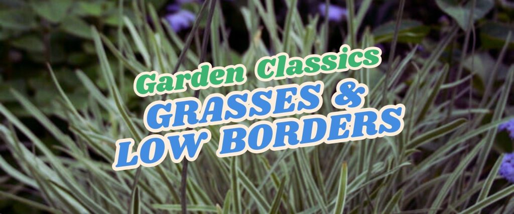 A background of ornamental grasses with the text "Garden Classics Grasses & Low Borders" overlaid in bold, colorful fonts—perfect inspiration for your Live Shopping Event: Indian Summers.