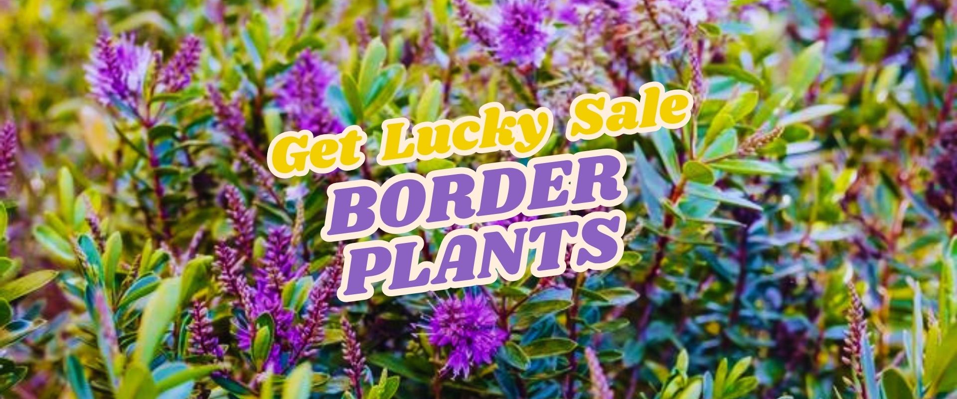 Purple flowers and green foliage with the text "Get Lucky Sale BORDER PLANTS" in bold, colorful lettering across the image—perfect for your Live Shopping Event: Indian Summers.