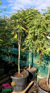 Grevillea 'Aussie Crawl' 16" Pot (Standard)