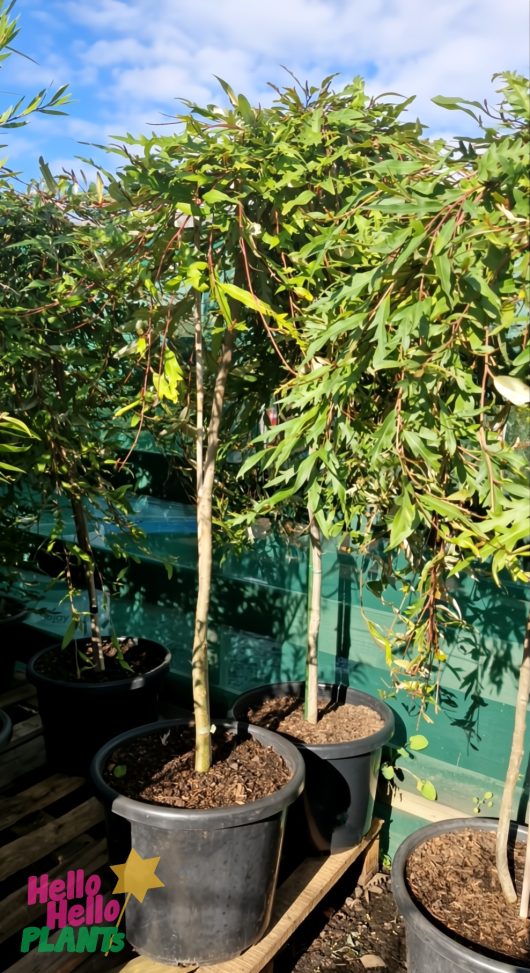 Grevillea 'Aussie Crawl' 16" Pot (Standard)