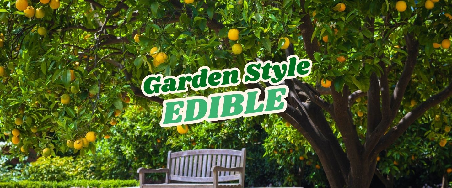 A wooden bench sits under a leafy lemon tree with ripe yellow fruit; text on image reads "Garden Style EDIBLE." Perfect setting to enjoy a Live Shopping Event: Indian Summers.