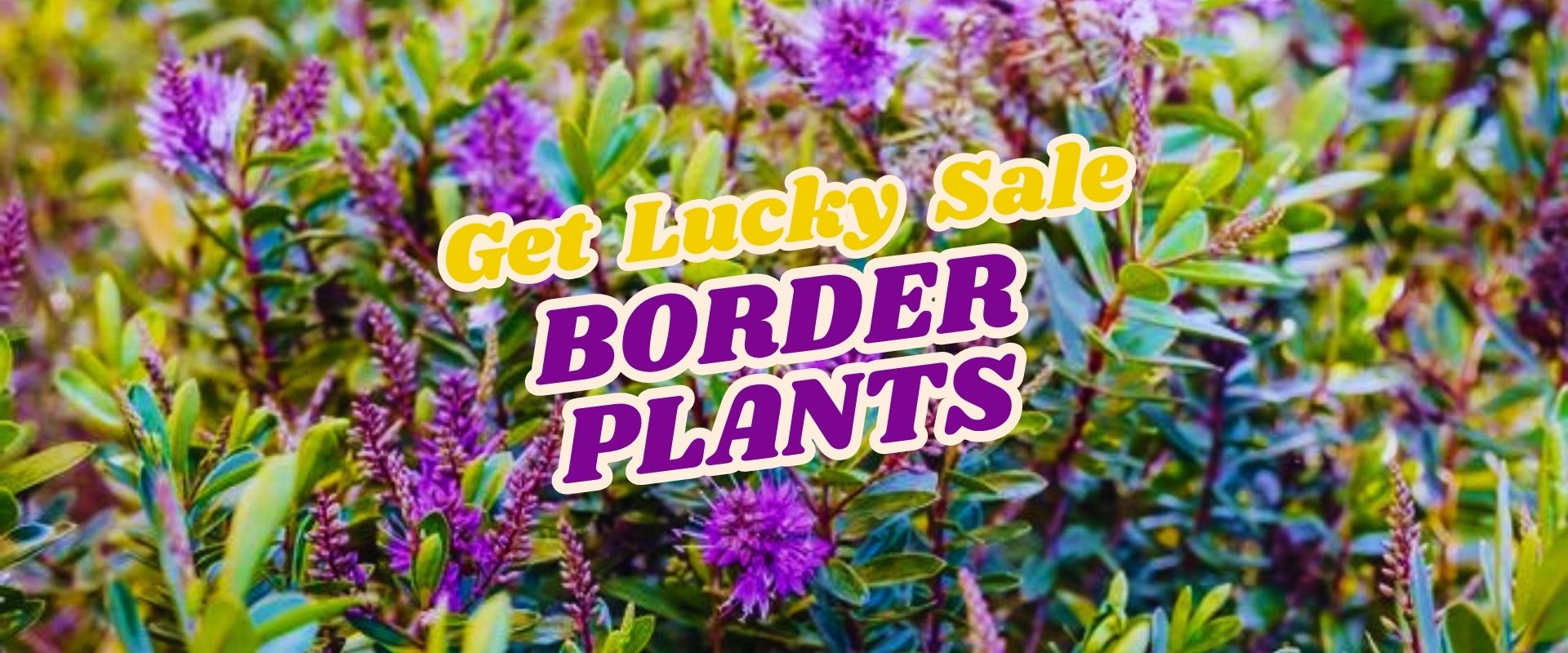 Purple border plants with green foliage and text overlay reading "Get Lucky Sale BORDER PLANTS" in bold yellow and purple font, perfect for your Live Shopping Event: Indian Summers.