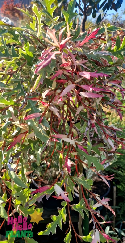A Grevillea 'Sunkissed Waters' 16" Pot (Standard) shrub with slender, serrated green leaves and pink stems, photographed outdoors in a plant nursery.