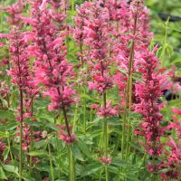 Clusters of bright pink, tubular flowers with tall green stems flourish in the dappled shade beneath an Acer 'Stardust' Maple 8" Pot in a garden setting.