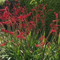 Anigozanthos 'Bush Dance' Kangaroo Paw in a 6" pot features green, strap-like leaves and vibrant blooms, thriving against a lush hedge on a sunny day.