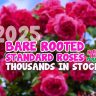 Pink bare rooted standard roses in bloom with text overlay: “2025 Bare Rooted Standard Roses Thousands in Stock! Hello Hello Plants.” Blue sky in background.