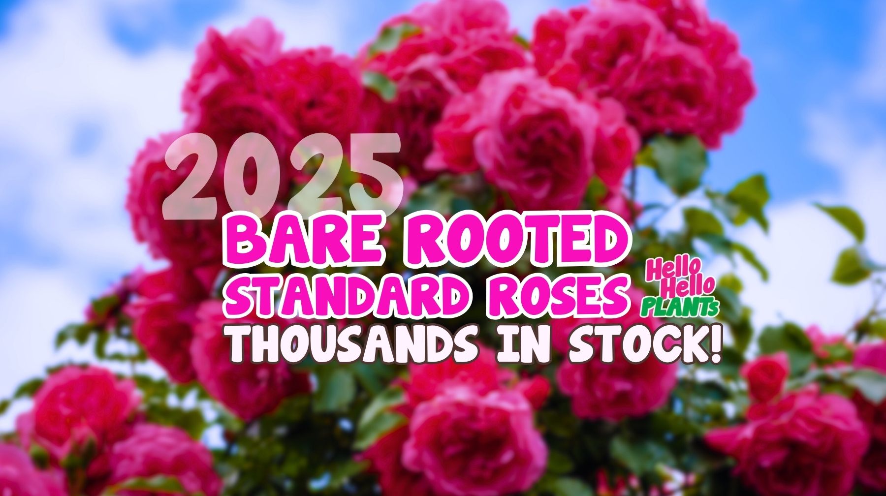 We have the Biggest Display of Bare Rooted Standard Roses!