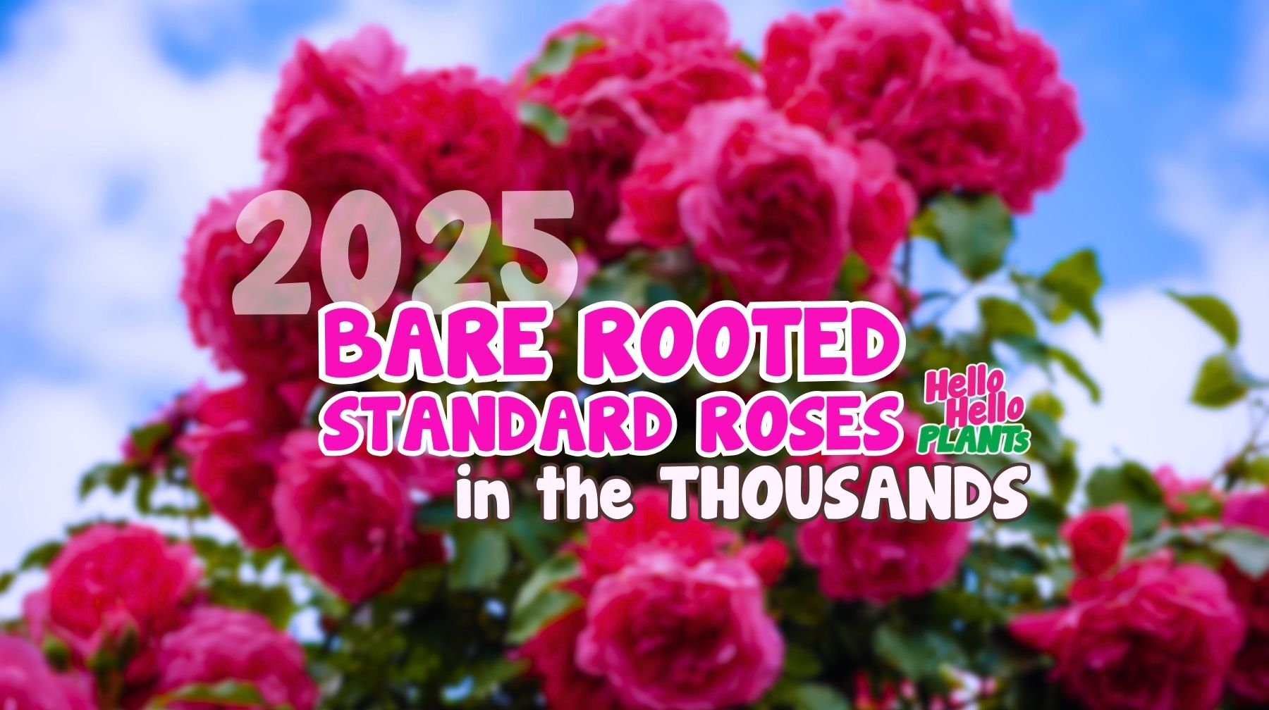 We have the Biggest Display of Bare Rooted Standard Roses!
