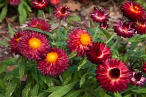 Cluster of Bracteantha 'Dreamtime Jumbo Light Pink' strawflowers blooming with yellow centers amid green foliage in a garden, offered in a 6" pot.