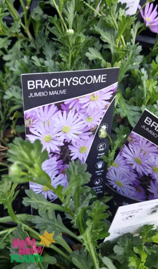 Brachyscome 'Jumbo Mauve' 6" Pot
