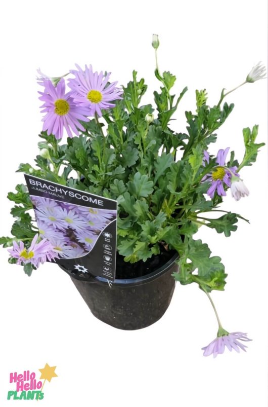 Brachyscome 'Jumbo Mauve' 6" Pot with light purple daisy-like blooms, lush green foliage, and a plant tag.