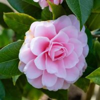 The Camellia ‘Nuccio’s Pearl’ 6” Pot features vibrant pink blooms and lush green foliage, adding elegant beauty to any space.