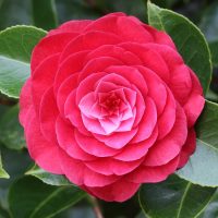 A close-up of a Camellia ‘Twilight’ 6” Pot shows overlapping pink petals surrounded by glossy green leaves.