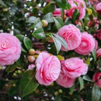 Camellia ‘Nuccio’s Bella Rossa’ in a 6” pot features clusters of pink flowers, green leaves, and several buds.