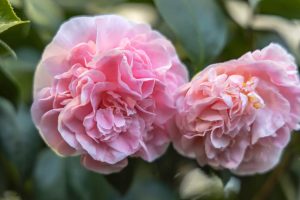 Brighten any space with the Camellia ‘Happy Holidays’ in a 6” pot—light pink blooms with ruffled petals and lush green leaves, perfect for spreading holiday cheer.