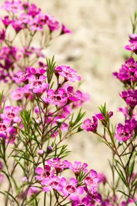 Clusters of pink blooms and green needle-like leaves from Chamelaucium 'Carousel' Geraldton Wax 6" Pot grow outdoors against a soft beige background.