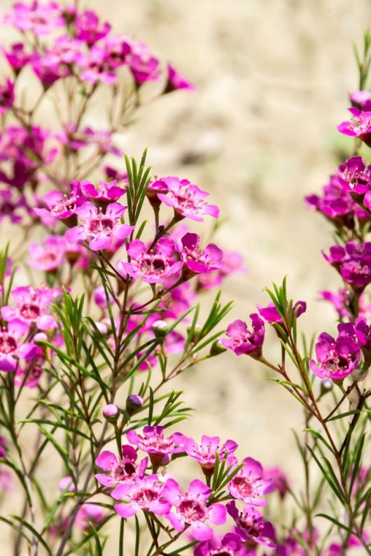 Clusters of pink blooms and green needle-like leaves from Chamelaucium 'Carousel' Geraldton Wax 6" Pot grow outdoors against a soft beige background.
