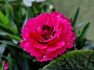 Close-up of a vibrant pink flower with serrated petals, surrounded by green leaves.