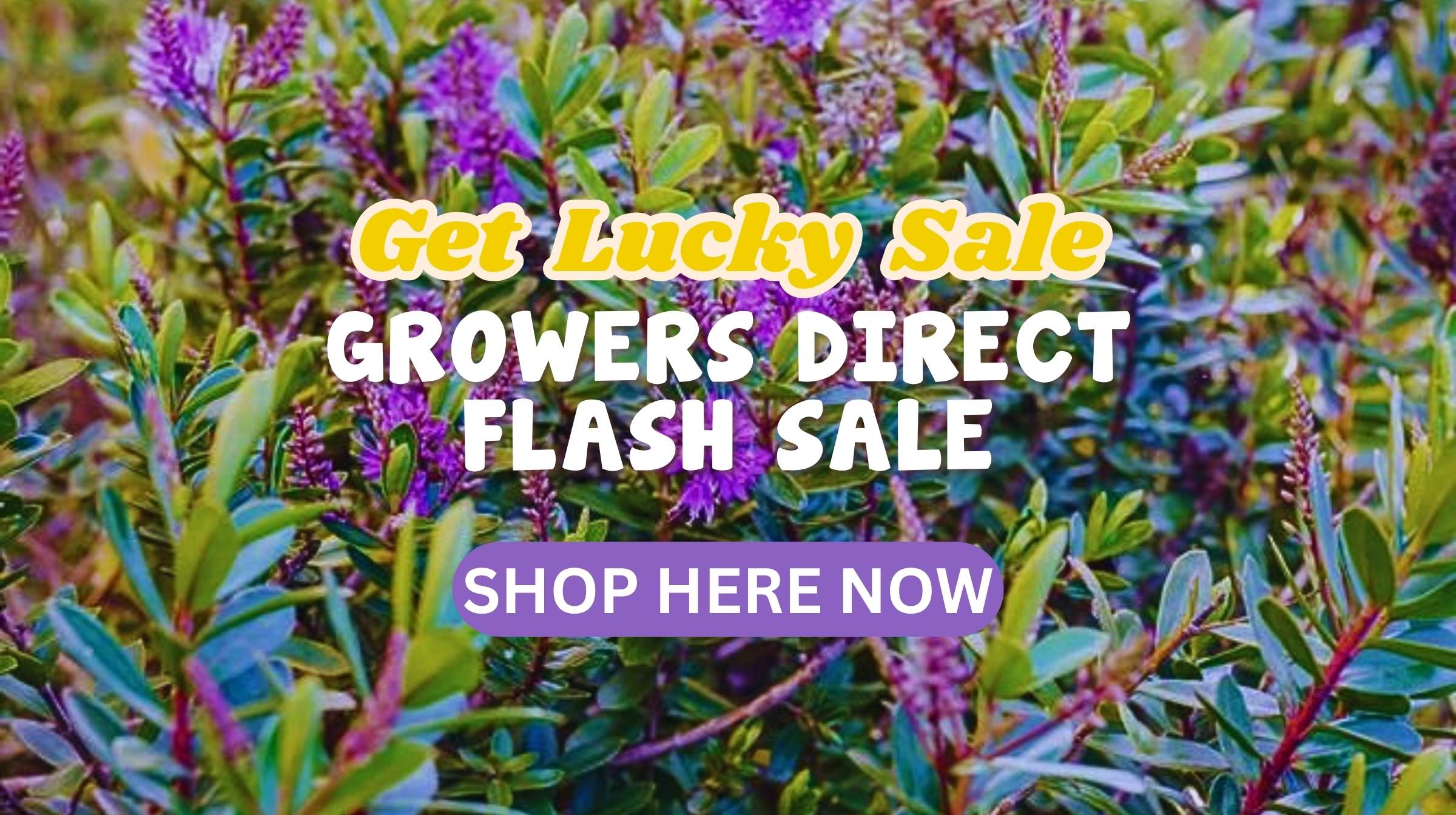 Your Chance to Get Lucky FLASH SALE