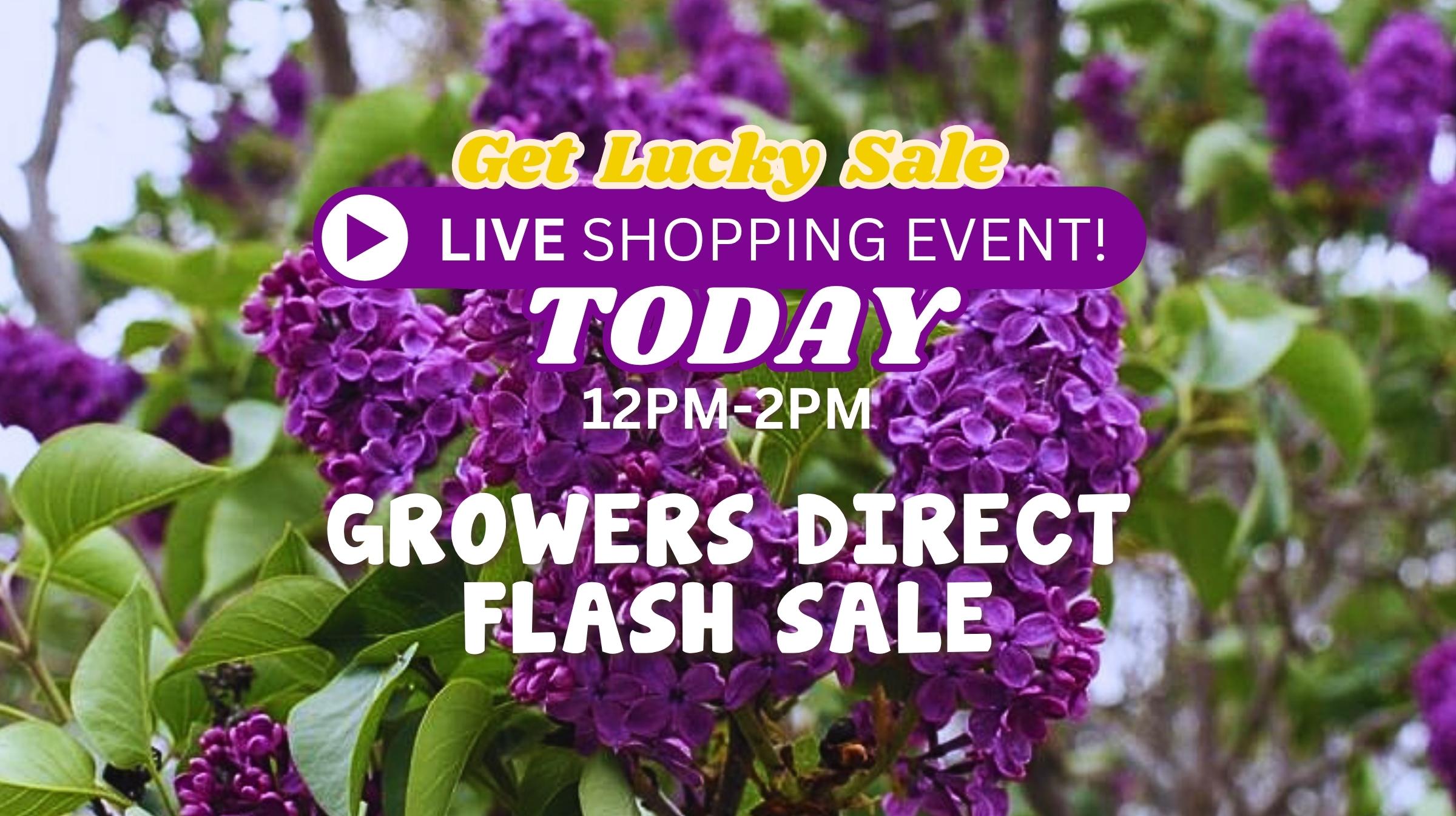 Your Chance to Get Lucky FLASH SALE