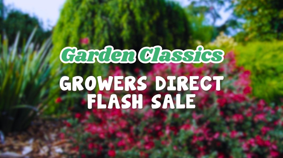 Feature image Text over a blurred image of a garden reads: "Sale on Garden Classics—Growers Direct Flash Sale.