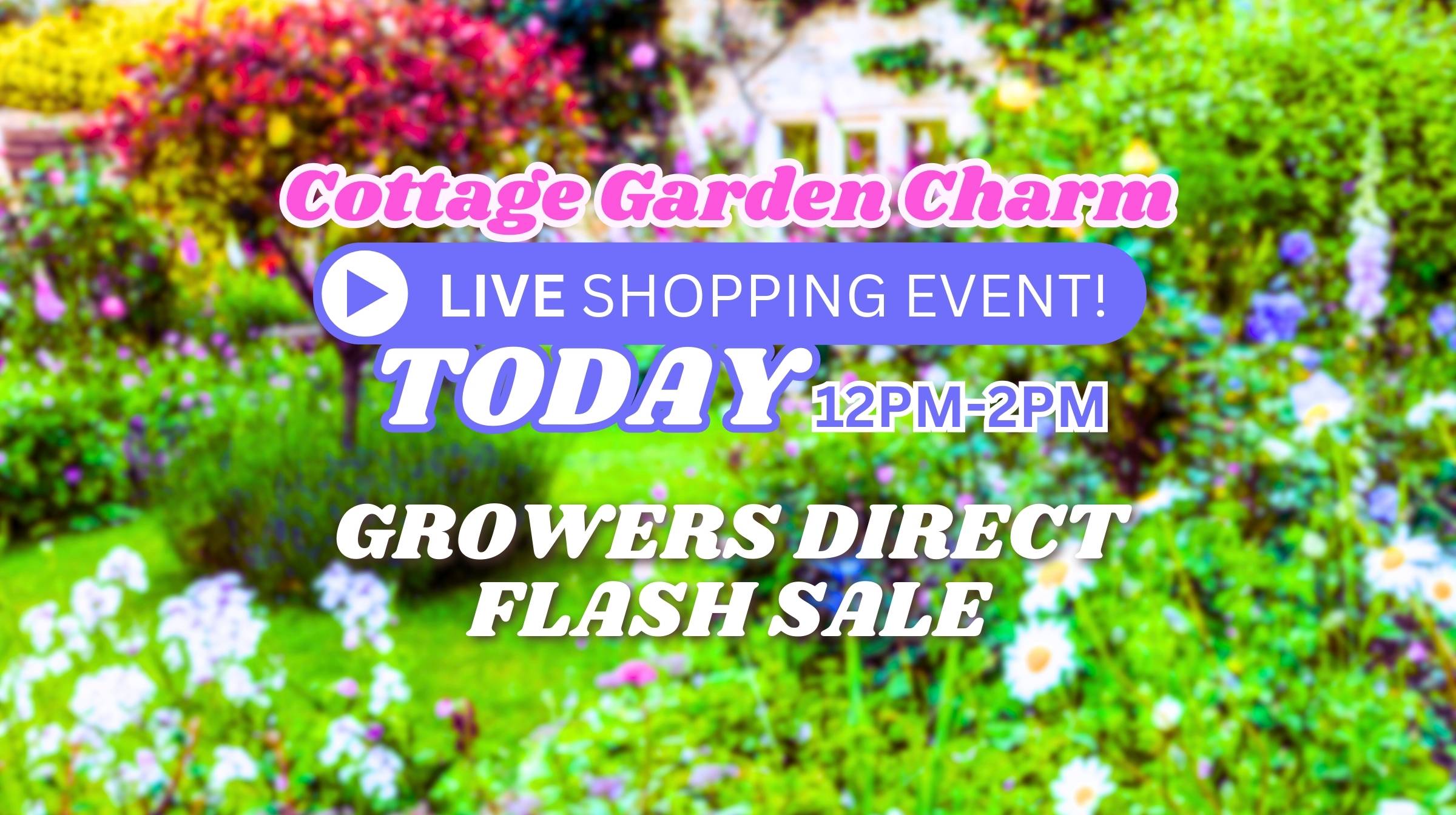 Feature image Colorful garden with text overlay: "Cottage Garden Charm Live Shopping Event: Indian Summers! Today 12PM-2PM Growers Direct Flash Sale." Flowers and lush greenery create the perfect backdrop.