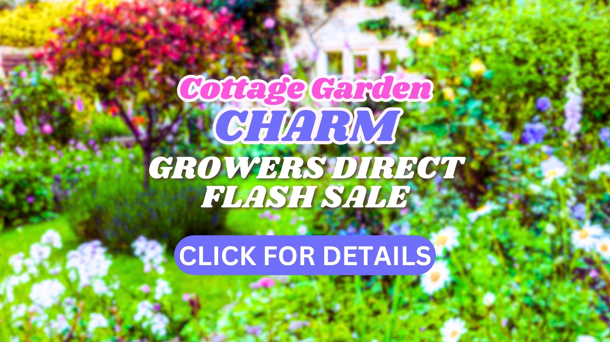Feature image Colorful cottage garden scene with text promoting a "Cottage Garden Charm Growers Direct Flash Sale" from your local Plant Nursery, plus a button that says "Click for details.