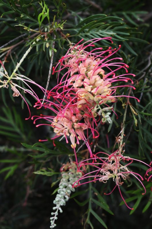Close-up of Grevillea 'Lemon Baby' 6" Pot (Copy) flower featuring pink and cream curved petals, surrounded by green needle-like leaves.