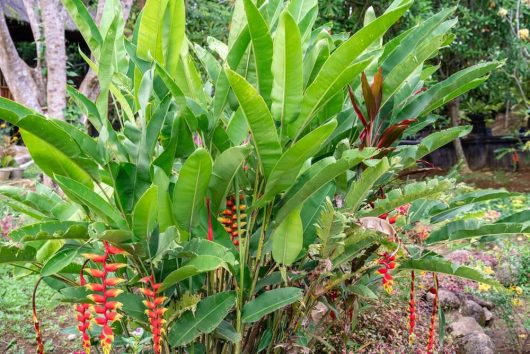 The Heliconia rostrata 'Parrots Beak' 12'' Pot features lush green foliage and striking red-yellow hanging blooms, perfect for adding tropical color to your garden.