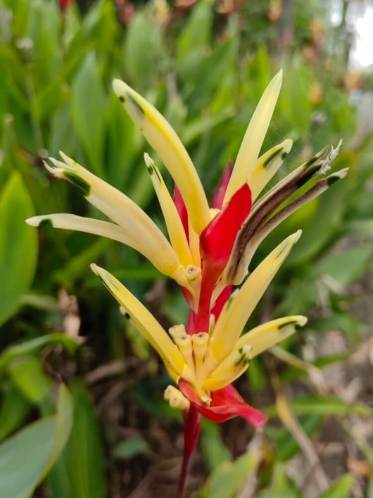 Heliconia rostrata 'Parrots Beak' 12'' Pot features vibrant yellow and red blooms with lush green leaves, adding a striking tropical touch to any space.