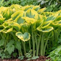 A cluster of Hosta 'Purple and Gold' plants in 6" pots, featuring broad green leaves with yellow edges, grows in a garden bed among other lush foliage.