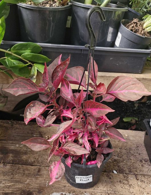 An Iresine 'Bloodleaf' 5" hanging basket, featuring vibrant red and pink leaves, sits on a wooden surface in a greenhouse among other potted plants.