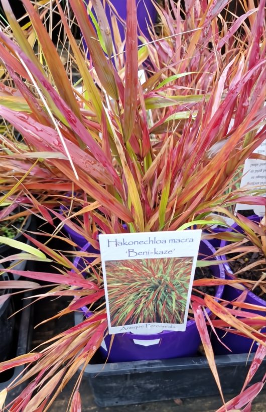 A Japanese Forest Grass 'Beni-kaze' 6" Pot with long, narrow green, yellow, and red leaves is displayed with a plant label.
